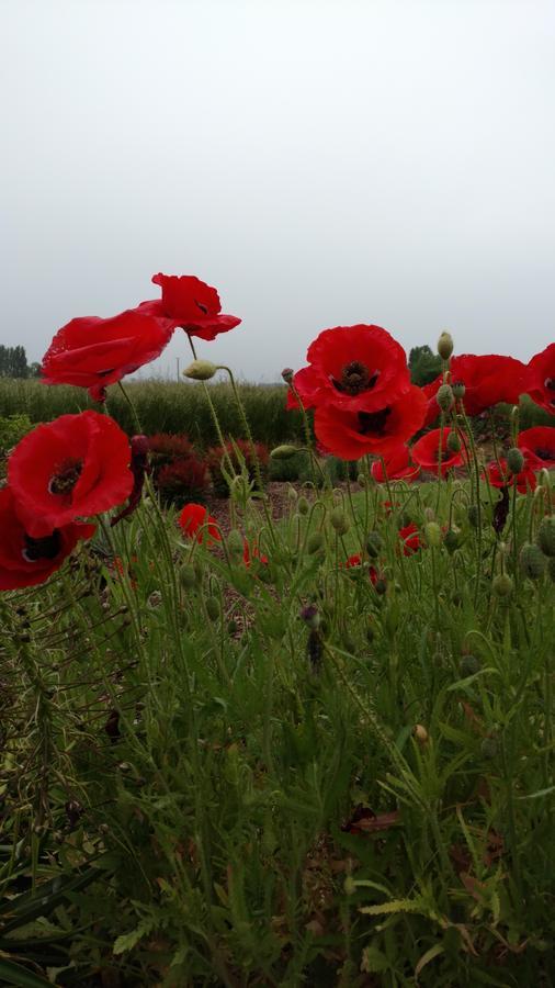 Casale Bed & Breakfast Forest Grove Dış mekan fotoğraf